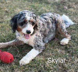 Fluffy merle dog lying on grass with toy